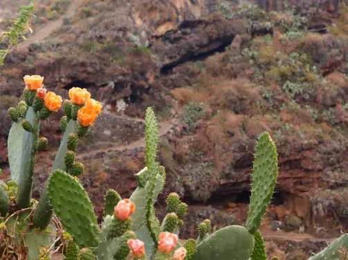 stacheliger Kaktus