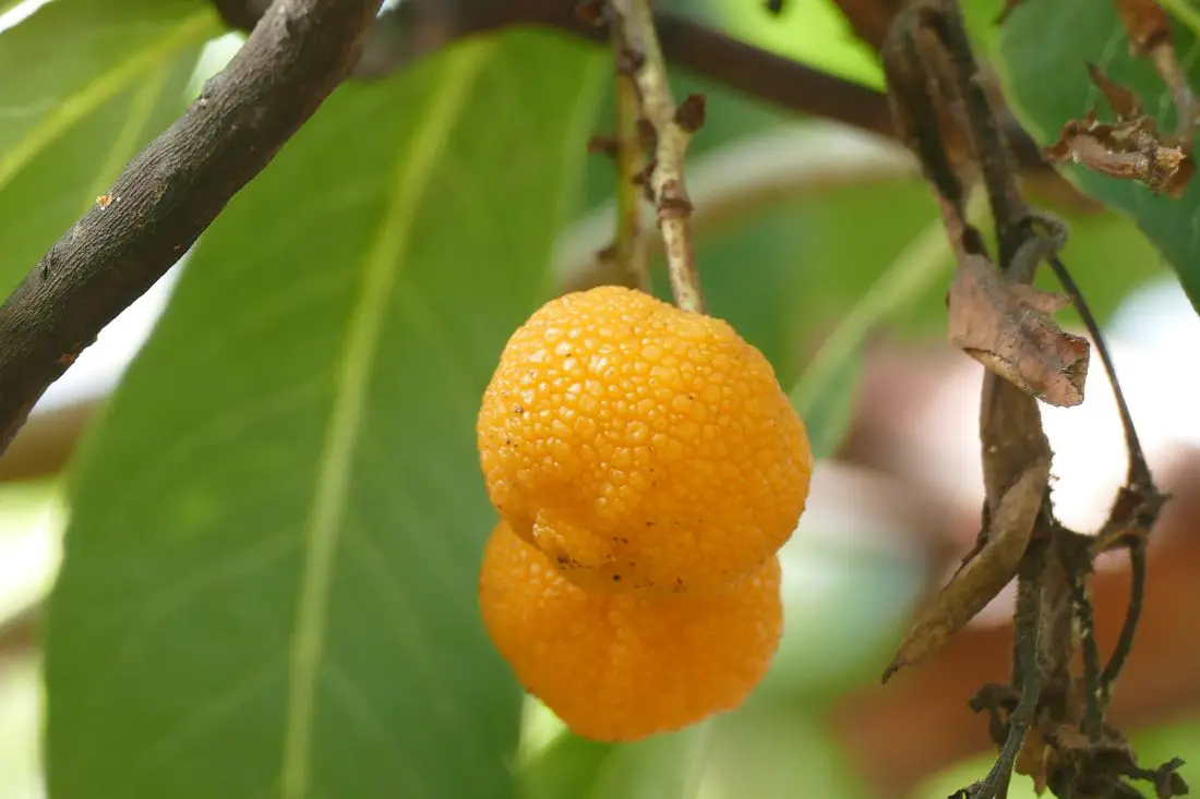 Oranger Fruchtbaum