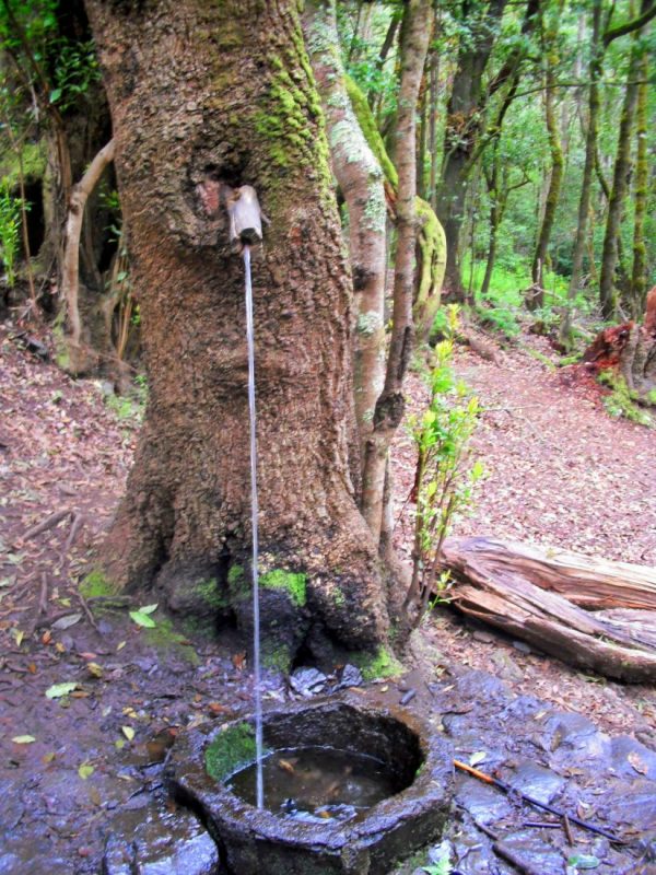 Baum - Wasserspender