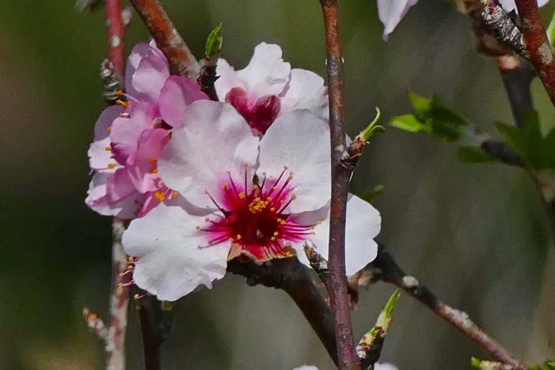 Natur - Mandelblüten