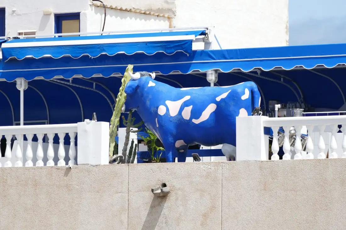Kuh auf dem Balkon