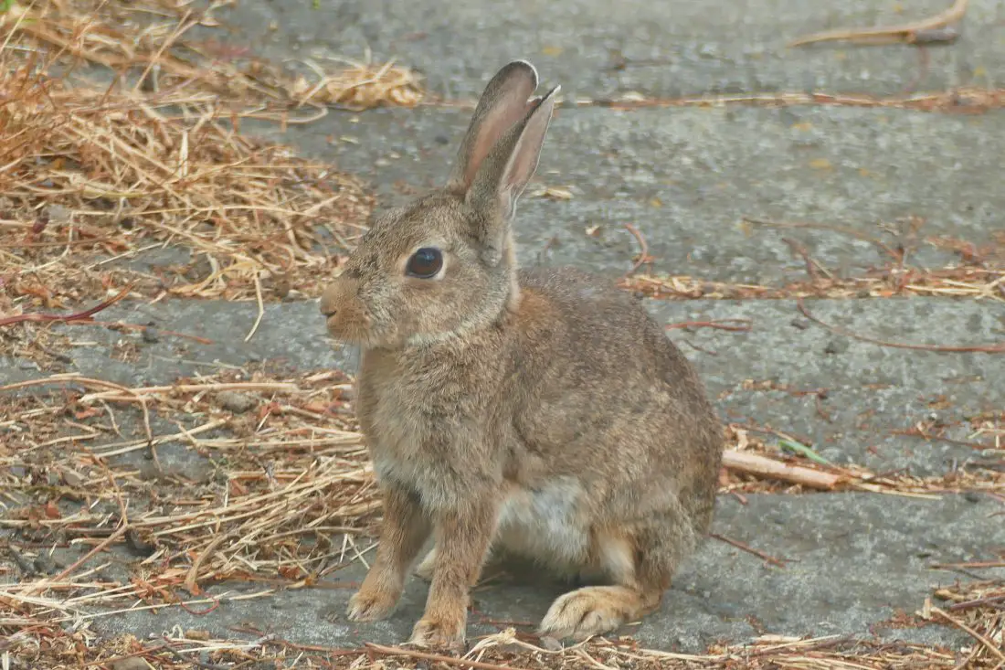 Kaninchen - Conejo