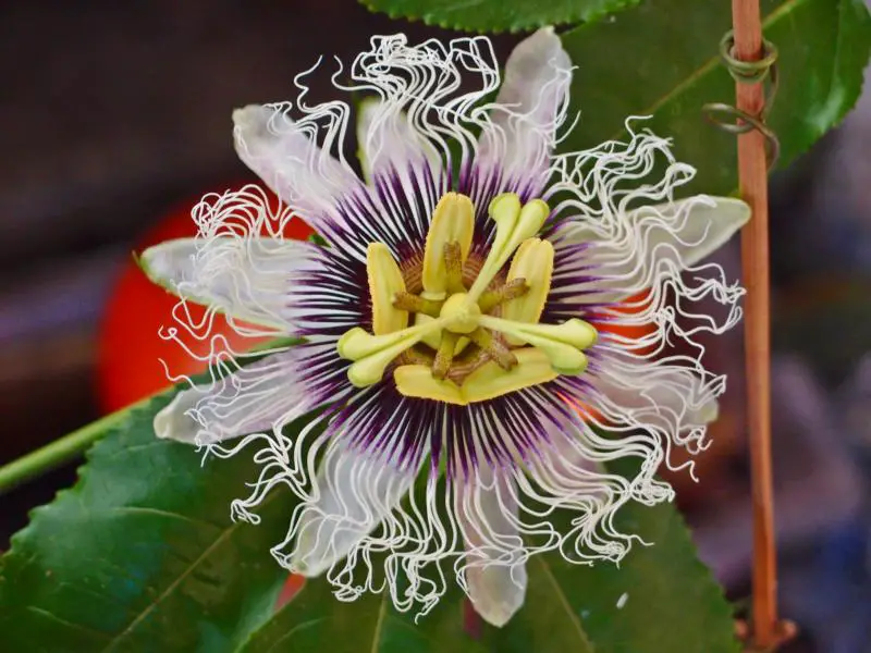 Maracuja - Passiflora