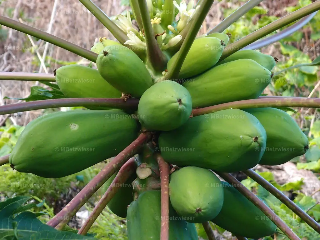 Frucht - Papaya